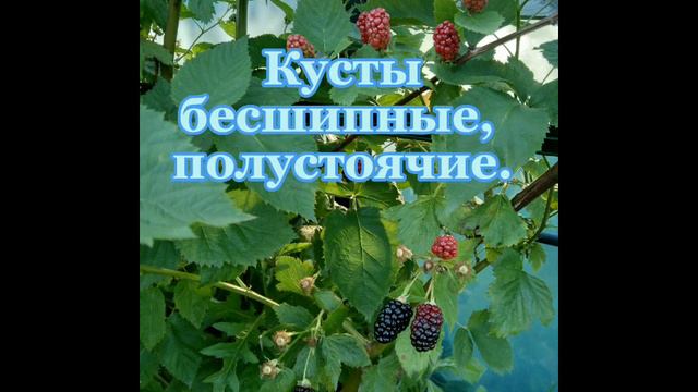 Любимый сорт!👍✨🥰 смотреть онлайн