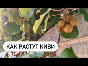 СКОЛЬКО СТОИТ УЧАСТОК В СОЧИ?! ЭТО СОЧИ ДЕТКА