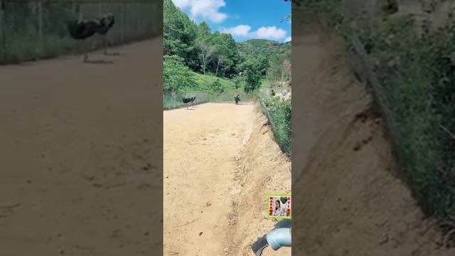 GIRL RIDING AN OSTRICH IN CHINA