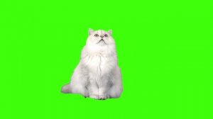 Персидская шиншилла на хромакее