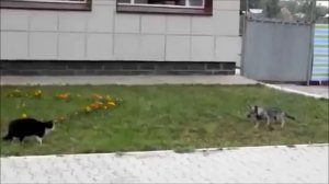 Коты нападают на собак (Crazy Cat Attacks Dog! Very angry Cat !)