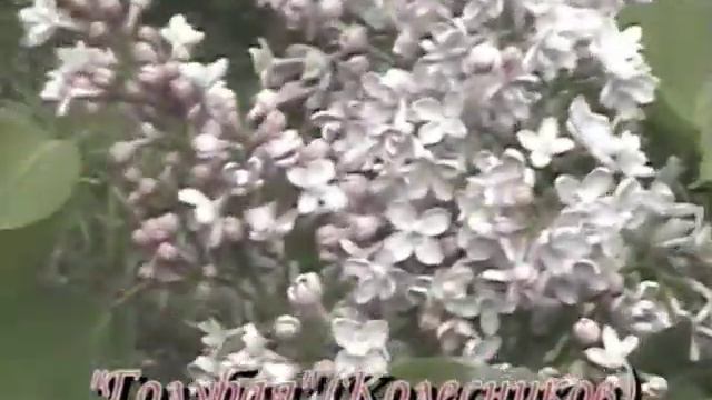 Цветение сортовой сирени
