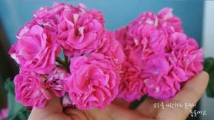 Pelargonium 꽃소개-  라라 딜라이트 (Lara Delight)