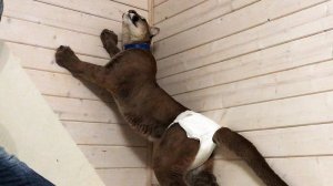 ПУМА МЕССИ - СУПЕРМЕН В ПАМПЕРСЕ