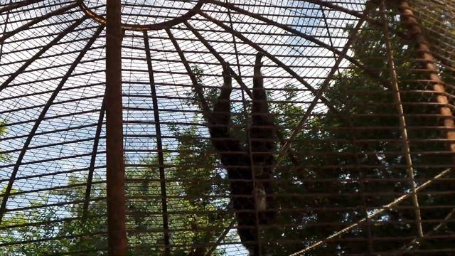 Обезьяны. Зоопарк. Странное поведение обезьяны. Monkeys. Zoo. Strange behaviour of the monkey.