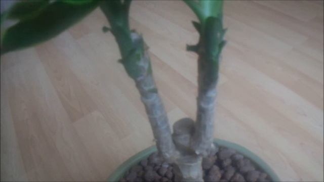 ЧТО ДЕЛАТЬ, ЕСЛИ ДРАЦЕНА СТАЛА НЕПРИВЛЕКАТЕЛЬНОЙ смотреть онлайн