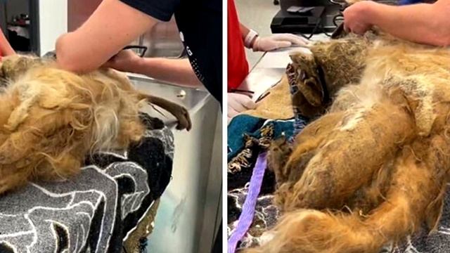 Ветеринары еще не сталкивались с таким запущенным случаем смотреть онлайн