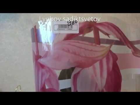 Комнатные цветы/растения. Мединилла. Покупка, пересадка, определение места жительства.