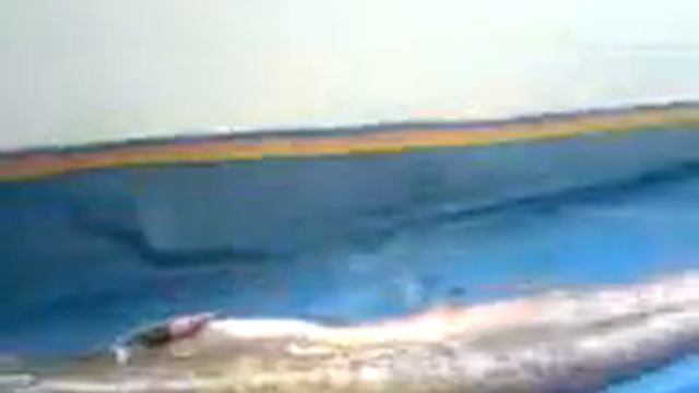 Сом 50кг смотреть онлайн