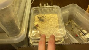 О новой колонии муравьёв жнецов, тропическом террариуме и планах на будущее // ВЛОГ \\ Димон и пумб