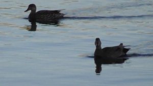 Серая утка, Mareca strepera