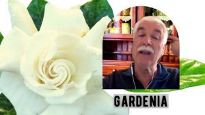Gardenia (Gardenia jasminoides)-Plantas Medicinales y comestibles