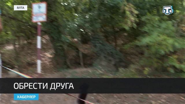 Ялтинский приют для животных ждёт помощи