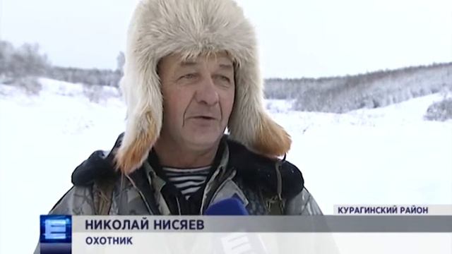 Более 2,5 тыс шкурок соболя отправят из Курагино на международный пушной аукцион смотреть онлайн