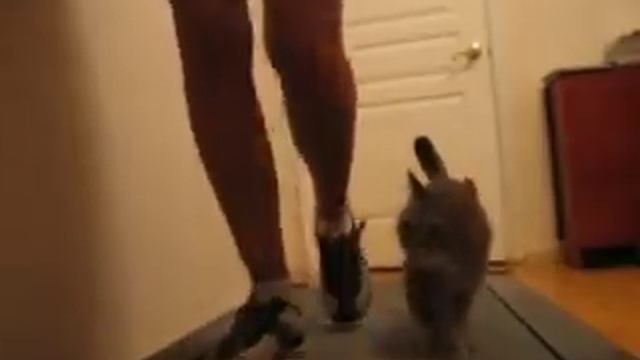 Кошка на беговой дорожке смотреть онлайн