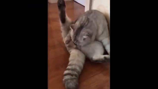 Смешные приколы с животными 2021 /Коты и кошки/ Собаки приколы 2021