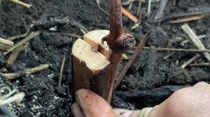 Прививка винограда зимой,в штамб. 3.01.23