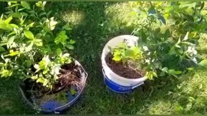 ГОЛУБИКА САДОВАЯ - делаем НОВУЮ мини плантацию.