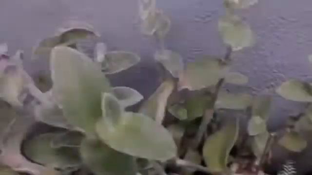 cinematic bunga succulent white velvet koleksi NICK KAKTUS смотреть онлайн