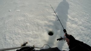 Рыбалка Онежское озеро стая окуней