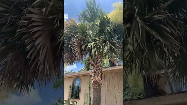 Sabal Palmetto in Cumming,GA