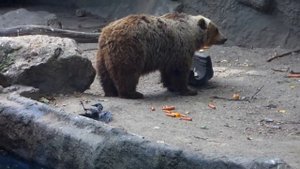 Когда ворона упала в пруд и не могла выбраться, камера зафиксировала невероятное поведение медведя!