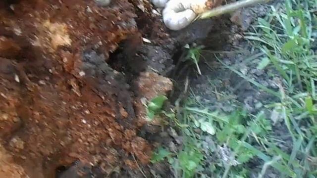 Велетенські лічинки хруща. Гигантские личинки майского жука. смотреть онлайн