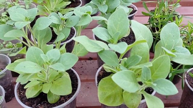 Первый день на рынке. 26.04.22 смотреть онлайн