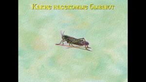 Презентация Насекомые 1 класс