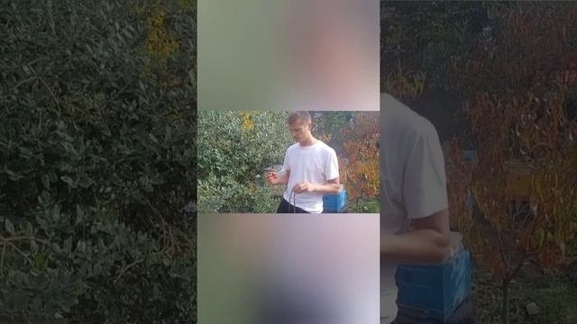 Самодельные пластины от варроатоза на основе щавелевой кислоты