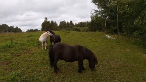 Пони маленькие кони.