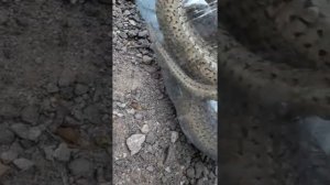 1 часть ловля ужа(4)