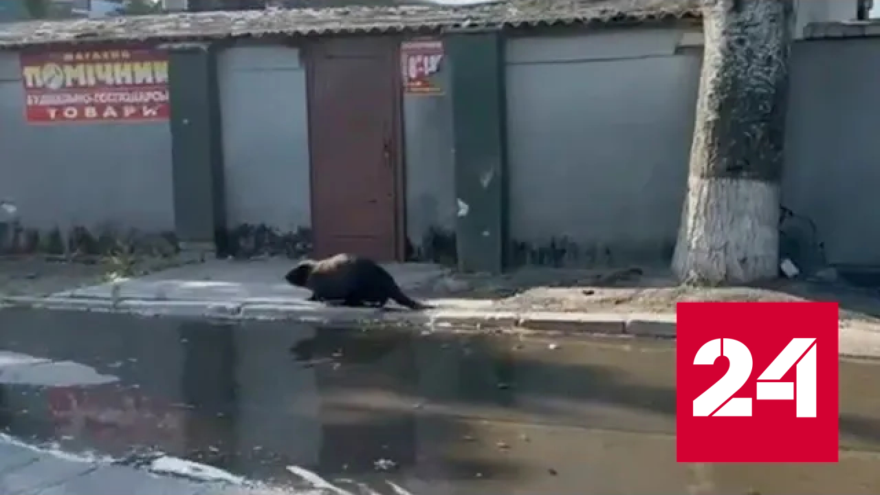 После подтопления на улицах Херсона заметили бобров - Россия 24