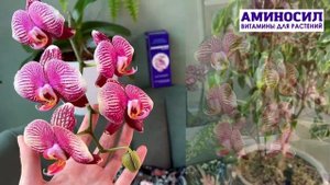 Орхидея фаленопсис Фантом из коллекции Екатерины Босовой. Мир орхидей с @aminosil