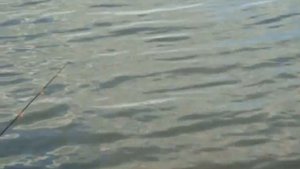 Ловля окуня на малька (полная версия)