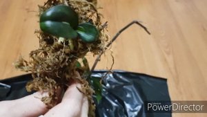 Реанимация вялой детки орхидеи