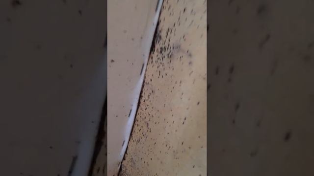 Места обитания клопов в квартире смотреть онлайн