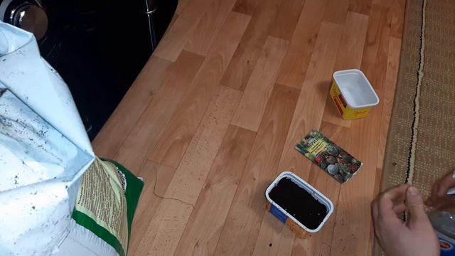 кактус из семян как посадить и выратить смотреть онлайн