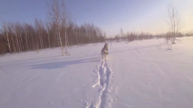 Прогулка с хаски Туманом на лыжах в мороз -32 | Макияж от Мороза смотреть онлайн