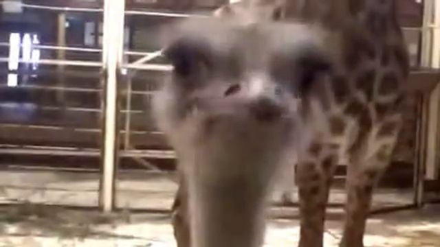 Страус Иванов смотреть онлайн