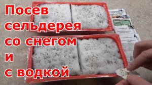 Посев сельдерея для рассады на снег и с водкой. Проверенный способ.