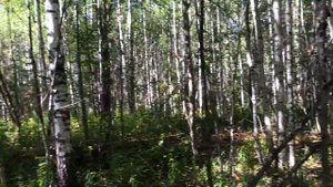 ЦЕНА ПОДРОСЛА, МЕТАЛЛ ПОШЁЛ. ОТЛИЧНЫЕ НАХОДКИ НА ТОРФЯНИКАХ.