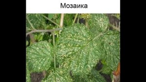 Малина. Болезни и меры борьбы с ними
