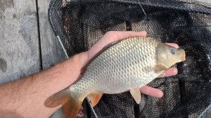 как вырос карп в моем пруду. Результаты за 3 месяца!!!