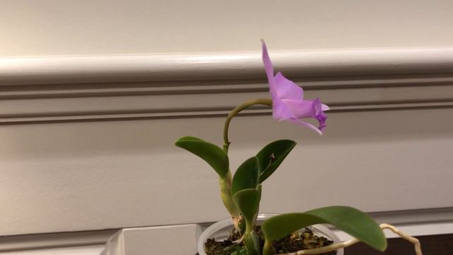 Laelia alaorii x praestans bloom смотреть онлайн
