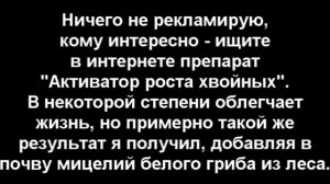 Посадка семян кедра в открытый грунт.