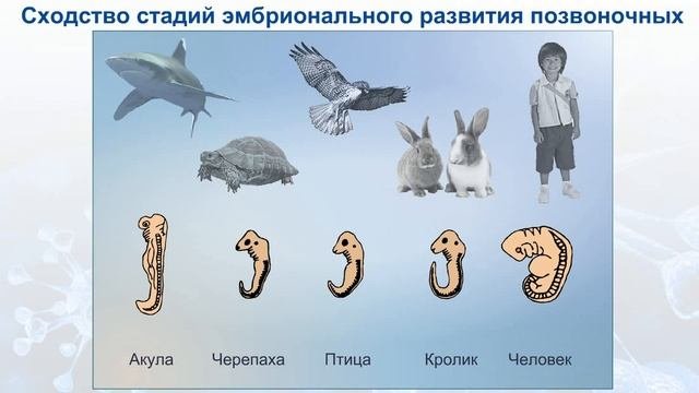 Сходство стадий эмбрионального развития позвоночных.