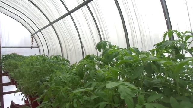 КАК ЗАЩИТИТЬ РАССАДУ ОТ МОРОЗОВ? Ольга Чернова. смотреть онлайн