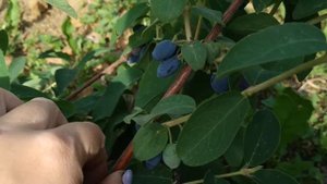 Бакчарский великан, жимолость в Подмосковье на середину июня.