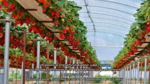 Кубики из минеральной ваты для рассады